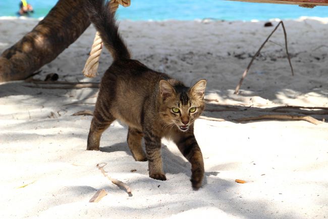 ☆２/１４（金)　<br /><br />Cat of Andaman Resort , Sunrise Beach @ Koh Lipe Thai<br /><br />撮るんだったら何かちょうだいニャン。<br /><br />ゴメン、何も持ってない(^^;)。<br /><br />今回だけは見逃してやるニャン。<br /><br />ちなみに、猫はタイ語だとミャオです。<br />鳴き声そのものです。