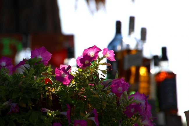 ☆２/１４（金)　<br /><br />Petunia of Zodiac see Sun Resort Beach Bar @ Koh Lipe Thai<br /><br />