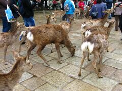 奈良公園は鹿だらけ。
そして海外からの観光客でいっぱいでした。
