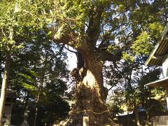 この神社には樹齢1000年以上のクスの木があります。国の天然記念物にも指定されています。