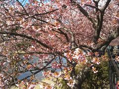 桜は満開とまではいきませんが、5～7分咲きといったところでした。2019－2020の今シーズンは暖冬だったので、早い時期に咲く河津桜の見頃も早まっているようでした。