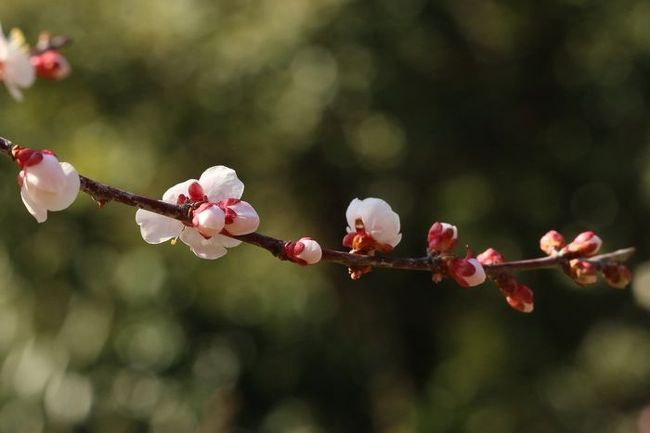 <br />梅は蕾が好きですね。<br /><br />