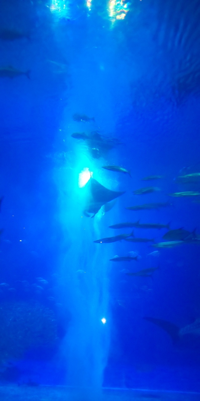 年 初めての冬の沖縄 2日目 フクギとフルーツらんどと美ら海水族館 美ら海 本部 今帰仁 沖縄県 の旅行記 ブログ By Mizuckyさん フォートラベル