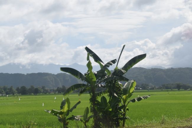 田舎道は田植えを終えて、稲が青々と茂っている。