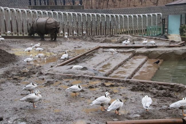 梅の花咲く雨の多摩動物公園 前編 マレーバクからシャモアまで カナエちゃんとコアラのニシチくんぎりぎり レッサーパンダのずんくん活動開始 日野 昭島 東京 の旅行記 ブログ By まみさん フォートラベル 梅の花咲く雨の多摩動物公園 前編 マレーバクからシャモアまで カナエちゃんとコアラのニシチくんぎりぎり レッサーパンダのずんくん活動開始 日野 昭島 東京 の旅行記 ブログ By まみさん フォートラベル