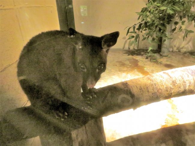 梅の花咲く雨の多摩動物公園 前編 マレーバクからシャモアまで カナエちゃんとコアラのニシチくんぎりぎり レッサーパンダのずんくん活動開始 日野 昭島 東京 の旅行記 ブログ By まみさん フォートラベル