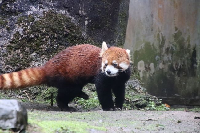 梅の花咲く雨の多摩動物公園 後編 雨ではりはりレッサーパンダ母子と新メンバーひまわりちゃん コアラ館でねばった結果と閉園間際のカナエちゃん 日野 昭島 東京 の旅行記 ブログ By まみさん フォートラベル 梅の花咲く雨の多摩動物公園 後編 雨ではりはりレッサーパンダ母子と新メンバーひまわりちゃん コアラ館でねばった結果と閉園間際のカナエちゃん 日野 昭島 東京 の旅行記 ブログ By まみさん フォートラベル