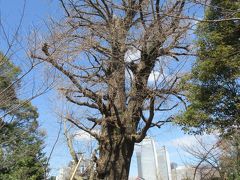 都営三田線・三田駅で降り、増上寺方面に向かいました。
芝東照宮拝殿手前の右側に大きく生育したイチョウが植えられています。高さ22m以上、根元の幹回り8ｍ以上ある立派なイチョウです。一説によると、徳川家光が植えたとも言われているそうです。芝公園の中に建つ東照宮ですが訪れる人が少なく、イチョウがあまり注目されないのが残念です。