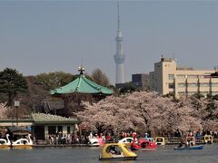 ２０１８．３．２８
不忍池の桜が咲き揃いました。
桜が満開状態ともなると、人出も半端じゃなく、ボートに乗る人も列を作ってます。
