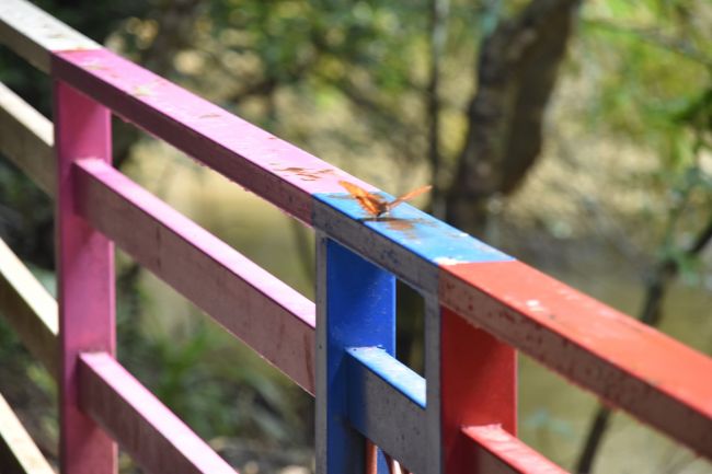 あまり多くはなかったが蝶も飛んでいる。