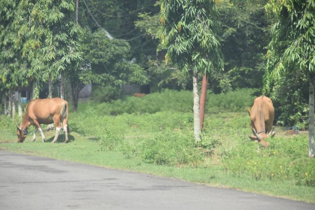 道には牛が草を食んでいた。