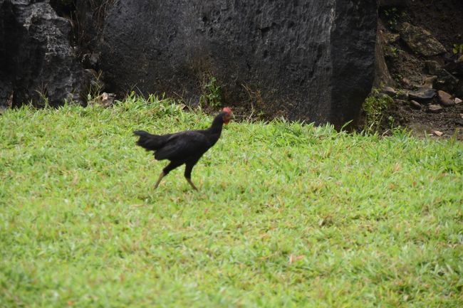 軍鶏のような黒い鶏が数羽走りまわっている。