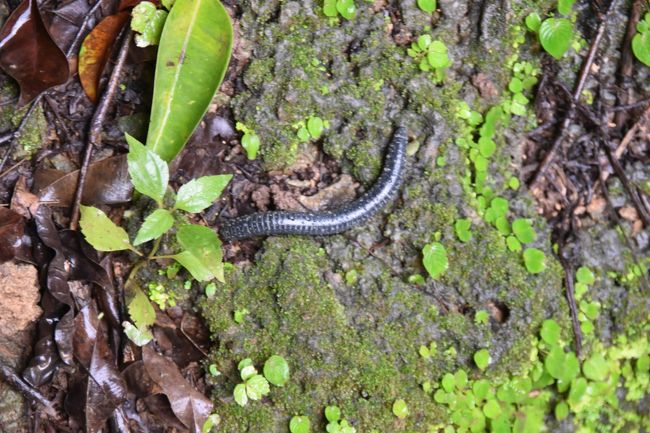 帰りに青色の巨大なヤスデ、20年前にこのヤスデの寄生虫を調べたことをよく覚えている。