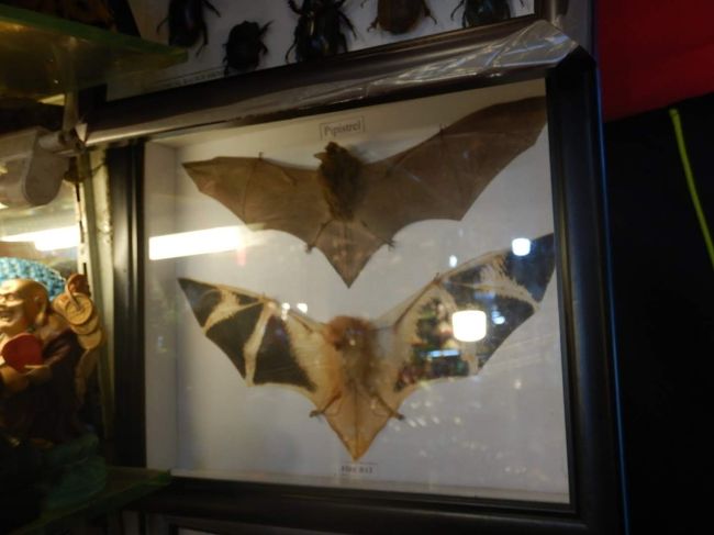 こうやって見ると、本当にネズミっぽいぐらい小さい