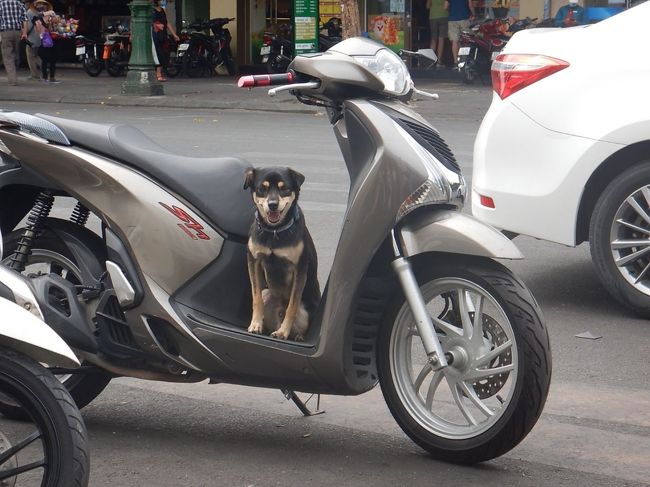 飼い主が戻るのを待つ犬。おりこうさんです。