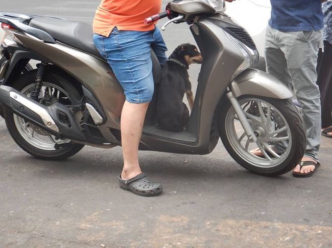 結構どこの犬もバイクに乗るのに慣れている感じがします。<br />こういう犬は”相棒感”があっていいです。