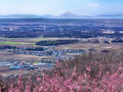 今年の春は早く、筑波山の梅も2月下旬で満開した。
