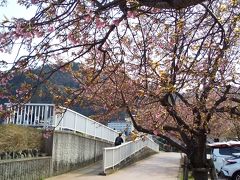 散歩がてらにまた来ました熱海親水公園。
咲きかけの桜かと思ったら、枯れかけの熱海桜でした。
せつねぇ