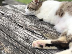 離島ターミナルに到着して、そのまま
猫の元へ行きました。

もうお別れだよ～。