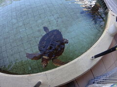 下田の水族館まで走ってきました。
ウミガメはみんな『キミちゃん』と私は呼びます。

キミちゃんがここにもいました。