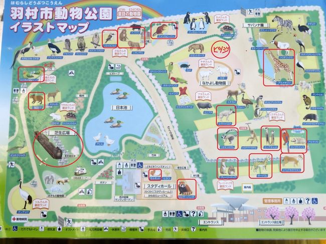 車では２度目の羽村市動物公園でパンダミン補給 レッサーパンダのラテくんとソラちゃん同居中 みさき公園から来たアルくん羽村でははじめまして 福生 武蔵村山 東京 の旅行記 ブログ By まみさん フォートラベル