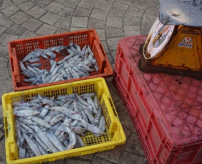 小ぶりなイカ。