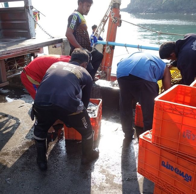 ミャンマー人に肥満無し。