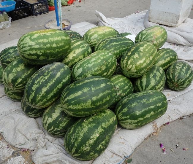 これは見たことも無い大きなスイカです．．．たぶん味は良くないでしょう。