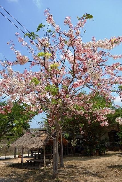 10：53　　綺麗な花
