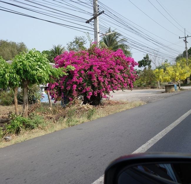 9：15<br />パタヤに帰りの車中です．．．ブーゲンビリアの花が綺麗。
