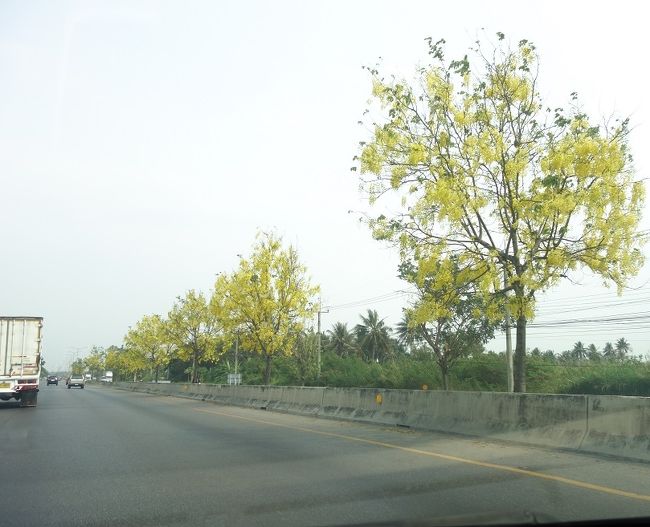 10：18<br />ゴールデンシャワーの花が綺麗