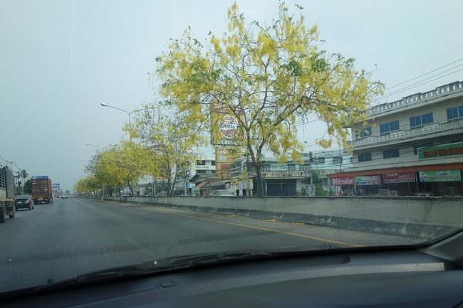 ゴールデンシャワーの花が綺麗