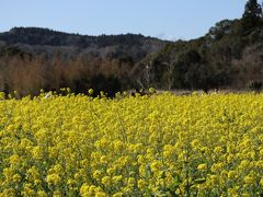 14：30
「石神の菜の花畑」到着！

すごい！真っ黄色！
一瞬で心が軽くなる(*´∇｀*)