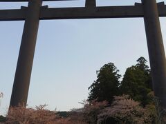 大斎原の鳥居は咲き誇る桜と比べればその巨大さがわかります。