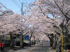 伊豆高原駅の桜並木へ。