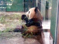 ◆パンダ

成都と言えばパンダ。
一応切符が手に入ったので動物園へ。