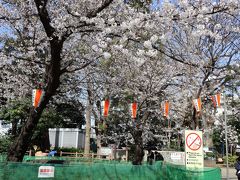 ところによってはほぼ満開です。しかし、これだけ看板や貼り紙、報道で宴会禁止と叫ばれる中、さすがに誰も宴会をやっておりません。