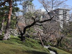 この時期入場無料の白金台八芳園に寄りました。サクラの開花は今いち。