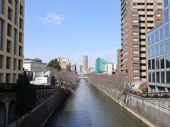 八芳園を後にして、目黒駅までバス。駅から権之助坂を下って目黒新橋。まったく咲いていない状況に見えました。