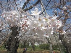 洗足池公園では満開とまではいきませんが､場所によっては結構桜が咲いていました