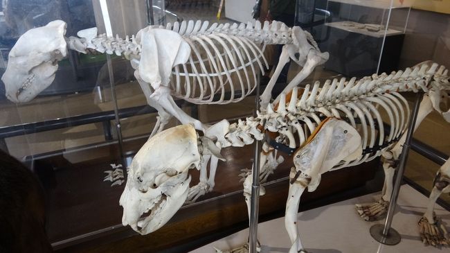 ホテルに泊まってガッツリマイル修行 猛獣見学 In 登別 ふたたび 登別の観光地を散策 登別 北海道 の旅行記 ブログ By スーパーこひつじさん フォートラベル