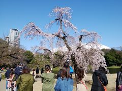 入るとすぐにしだれ桜
馬場桜