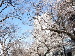 外濠公園の桜　法政大学前

この辺りは人通りも少なく、ゆっくりお花見ができます。