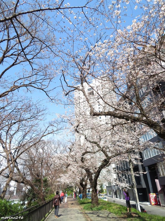 混雑を避けてお花見散歩 ソフィア通り 外濠公園 靖国神社 千鳥ヶ淵 市ヶ谷 東京 の旅行記 ブログ By Morino296さん フォートラベル