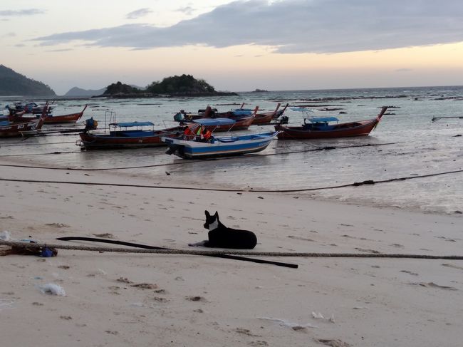 犬も同じ気持ち!?