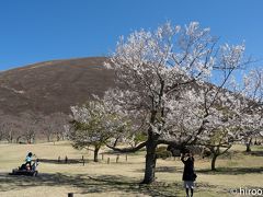 伊豆高原の大室山に到着。ここにある桜の里で桜が見られると道の駅で聞いてきました。桜の里は、9月から5月まで約４０種類の桜が咲き続けるとのこと。今の盛りは、伊東桜。