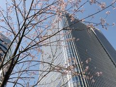 桜が咲いていてテンション上がります↑↑↑

奥に見えているのは東京ミッドタウン日比谷。

