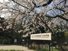 自然教育園へ。
入り口の桜がキレイでした。
中に入りたかったのですが、休館中で断念。