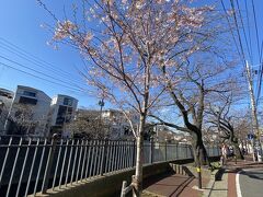 大岡川沿いを歩きながらお花見