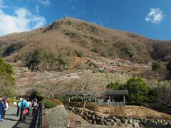 すぐ幕山とその山麓に広がる梅林が目に入ります。